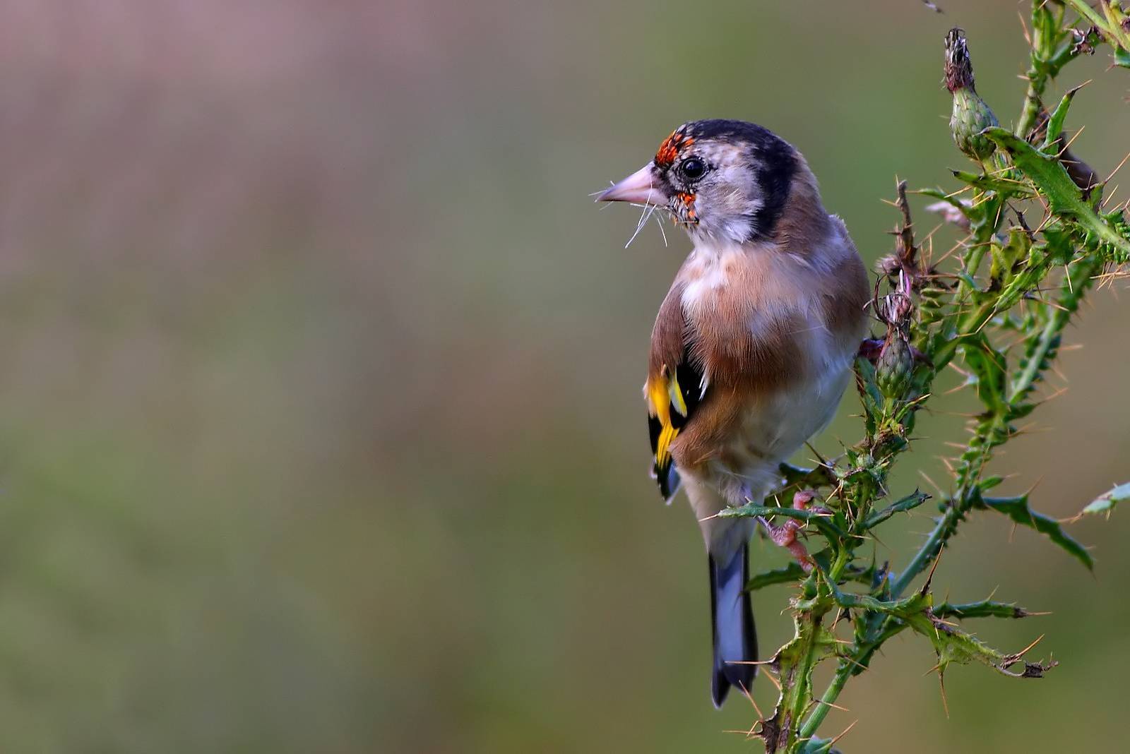 bird