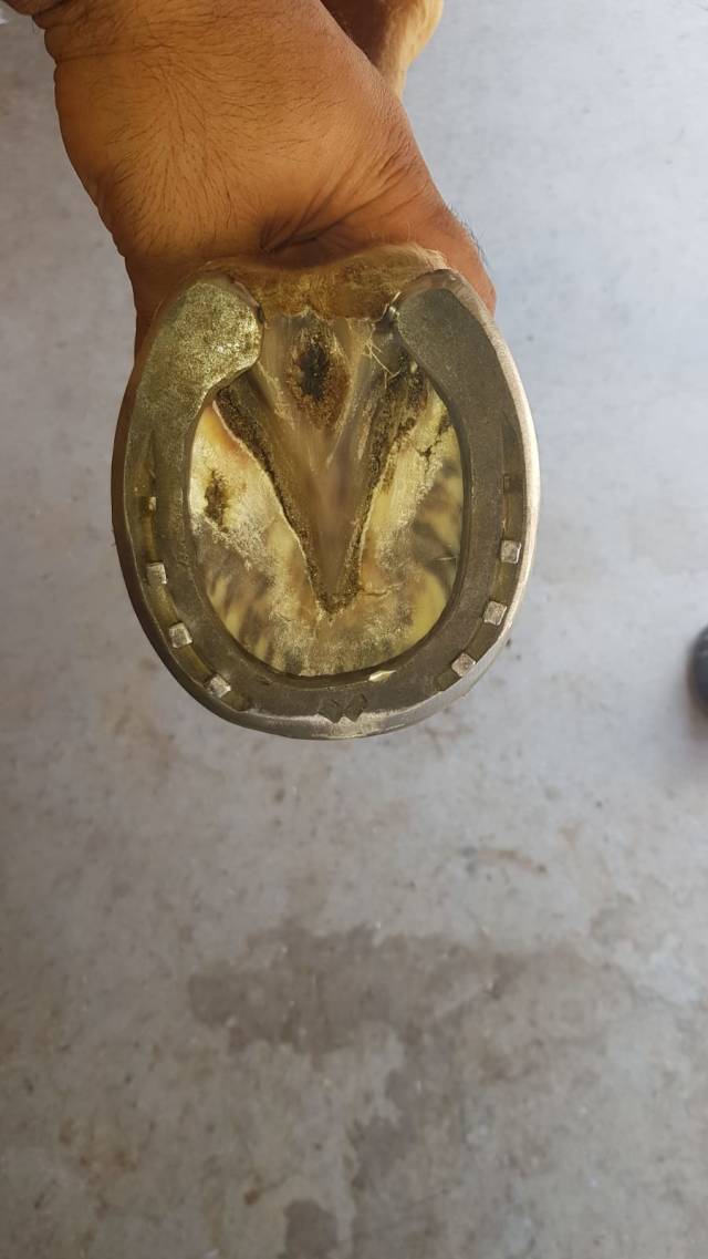 Akbenli, “Şu an nalbant sayısı, at sayısının belki de onda biri bile değil.” diyor.