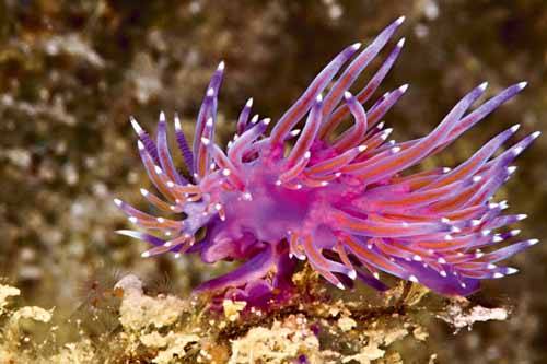 Scuba - Dalış Sporu 