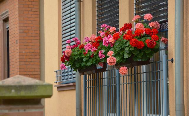 Bizim sardunya adıyla bildiğimiz bu çiçeğin botanik bilimindeki karşılığı “geranium”
