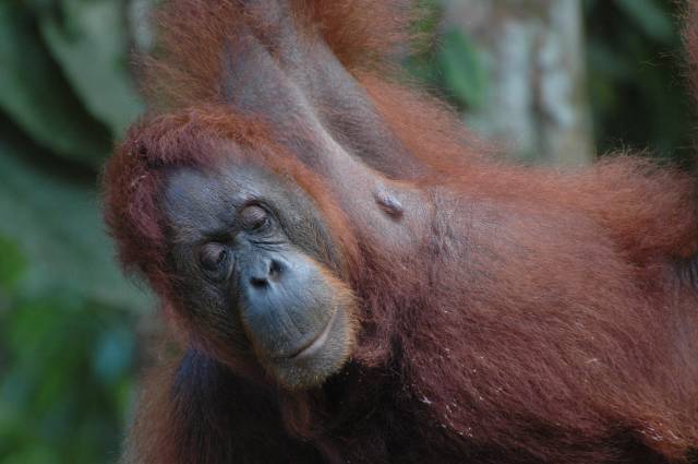 Borneo orangutanlarının sayısı son 60 yılda yarı yarıya azaldı.