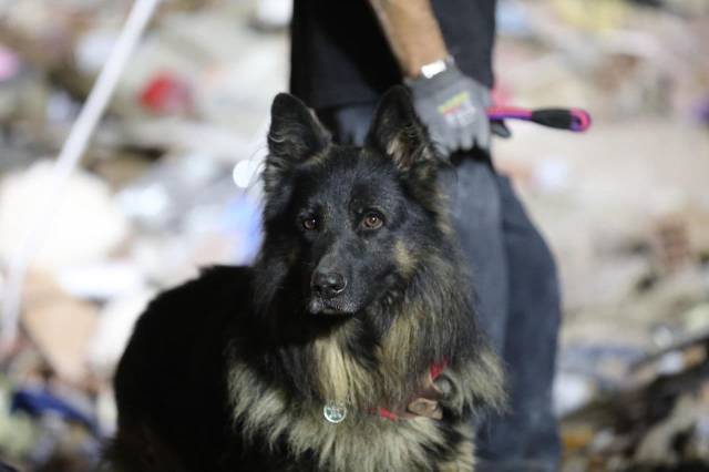 AFAD’ın hassas burunlu kahraman köpekleri İzmir depreminde çok sayıda hayat kurtardı.
