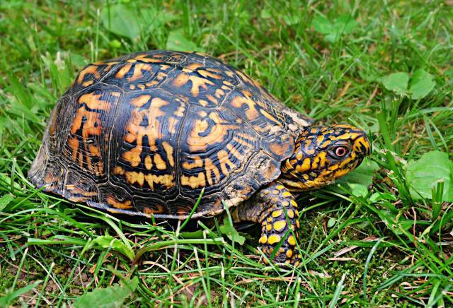 We are neighbors with many animals such as hedgehogs, turtles and seagulls.