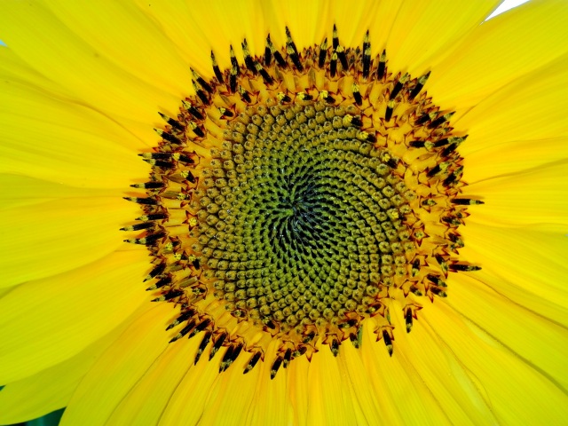 Yapılan incelemeler sonucunda çiçek yapraklarındaki düzenin Fibonacci sayılarına uygun olduğu görülüyor. Ayrıca ayçiçeğinin göbeğindeki sarmal da Altın Oran’a uygun.