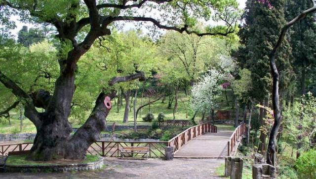 Yıldız Parkı Korusu