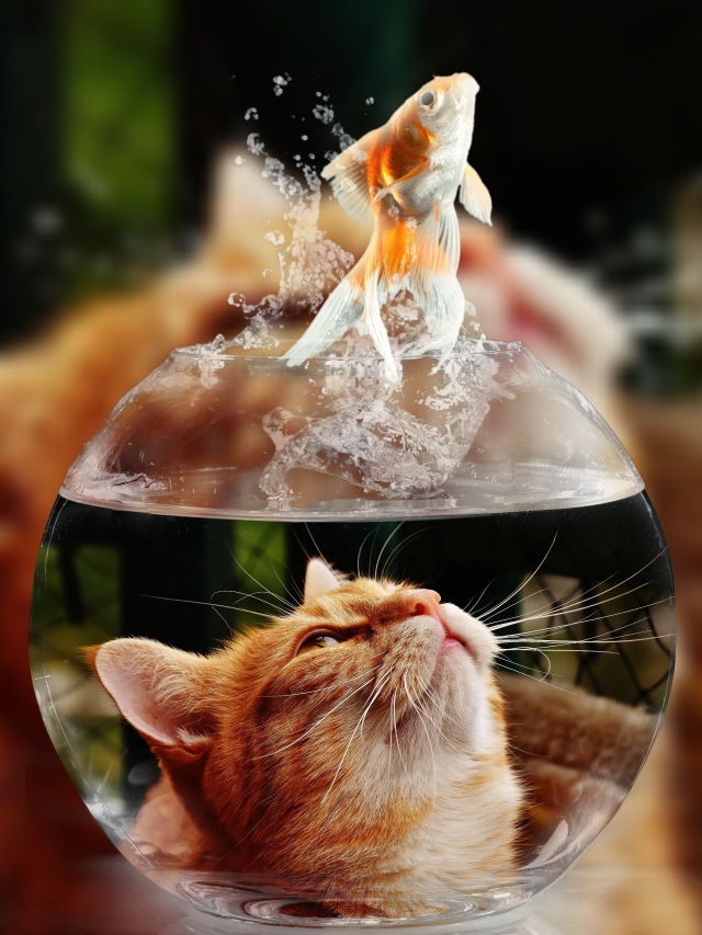 Sokak kedileri ile de ünlü olan Türkiye'de nüfusun yaklaşık yüzde 19'u kedi sahibi.