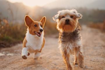 Köpekler hakkında sizi şaşırtacak bilimsel gerçekler