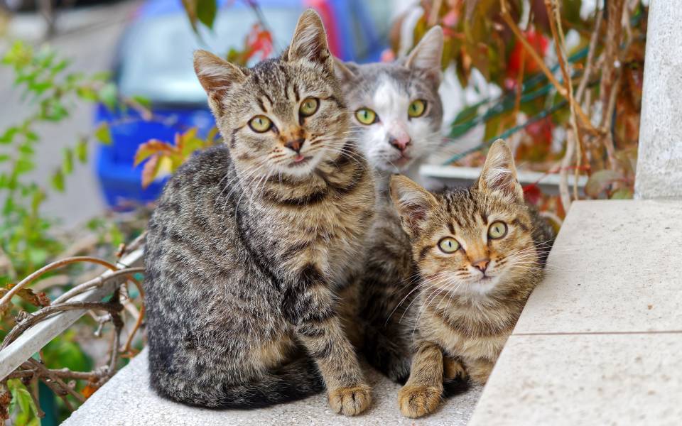 Kedi korkunuzu aşma vakti!