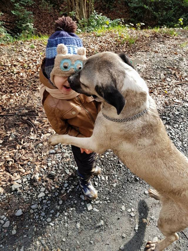 Köpekler, birçok alanda eğitim alıp insanlara yardımcı olabiliyor.