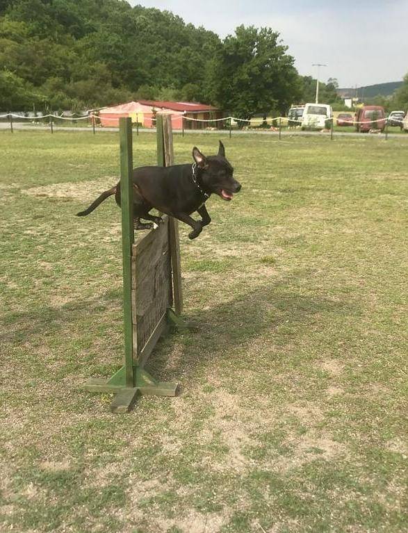 Eğitim metodu, köpeğin ihtiyacı ve kişiliği doğrultusunda belirlenmelidir.