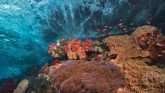 Greenpeace, Küresel Okyanus Anlaşması oluşturulması için hükümetleri göreve çağırıyor. 