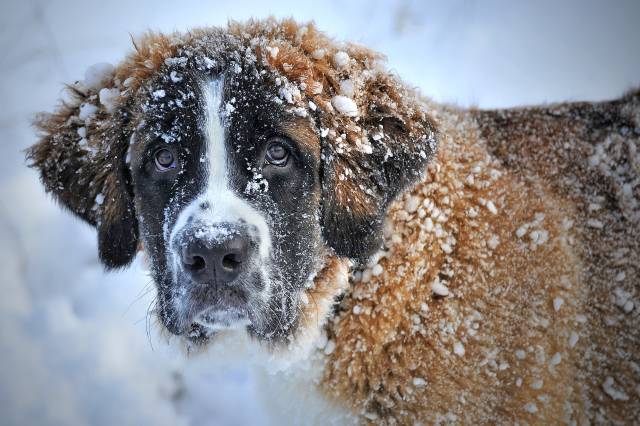 Eski bir battaniyenizi yaptığınız köpek evine bırakırsanız size minnettar kalırlar.