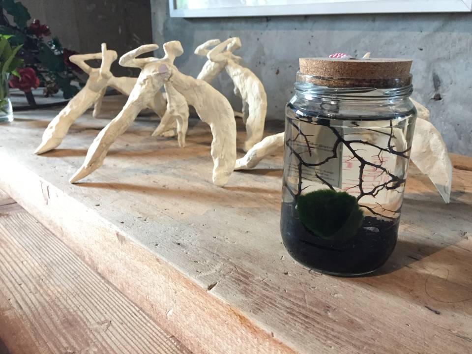 Sahibine şans getiren yosun topu: Marimo
