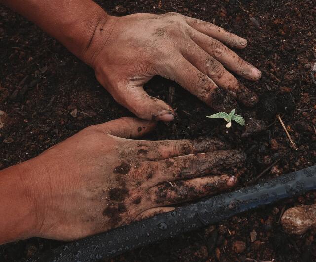 Ekim alanı Güney Marmara’da yüzde 37, Çukurova’da yüzde 31, Akdeniz ve Doğu Karadeniz’de yüzde 28 azaldı. 