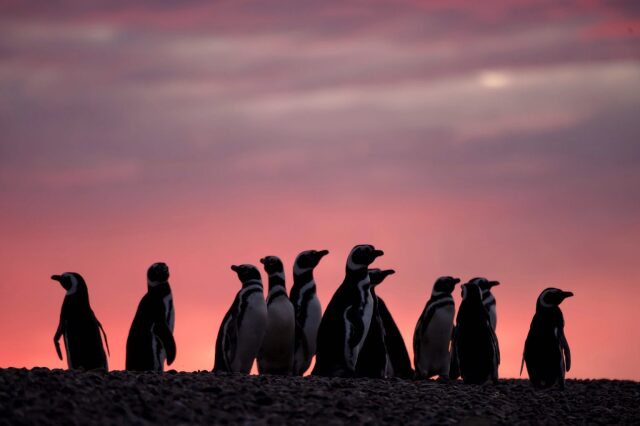  Macellan pengueni, nesli tükenmek üzere  olan bir diğer tür.