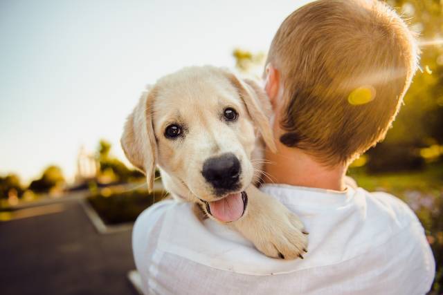 Türkiye’de son yıllarda terapi köpekleri ile ilgili projeler yürütülüyor.