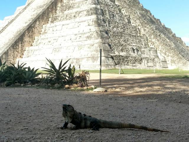Chichen Itza’ya 16:30’da giriş yapınca kadrajınıza kaçak girenler, meraklı turistler değil bu cool arkadaşlar oluyor!