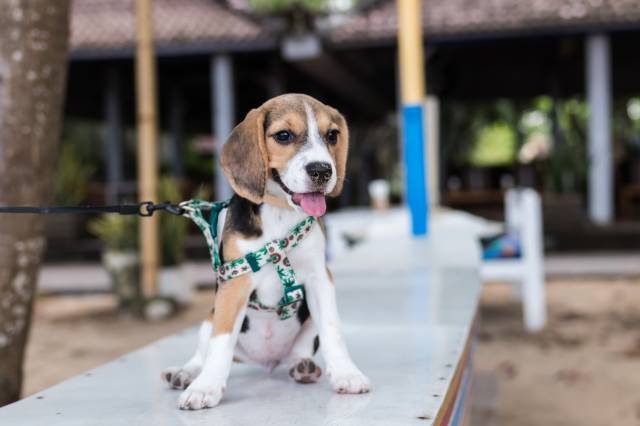 Köpek almadan önce, o köpeğe nasıl bakılacağını öğrenmek gerekiyor.