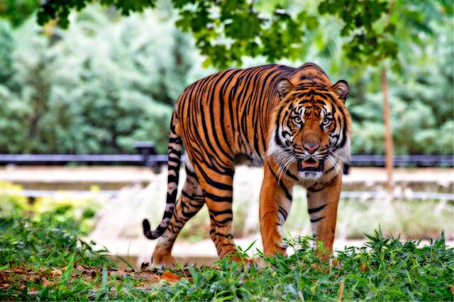 Sumatra kaplanlarının sayısı 400’in altına düşmüş durumda.