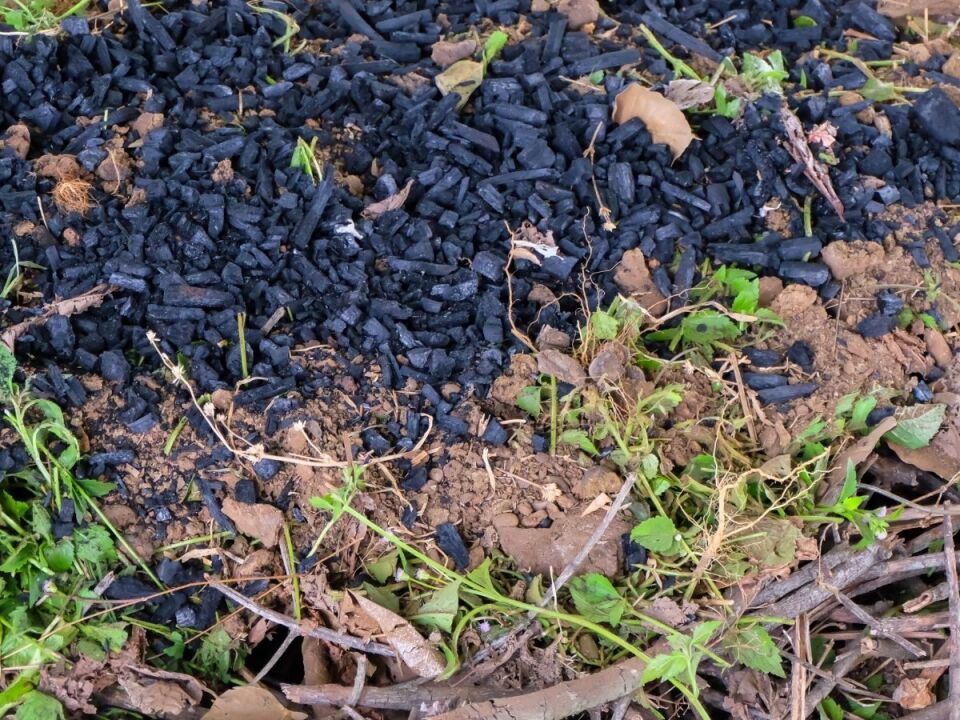  Biyokömür dünyayı kurtarabilir mi? 