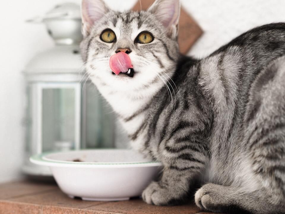 Kedi maması seçiminde dikkat edilmesi gereken noktalar