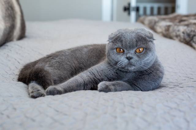 Scottish fold kediler ortalama 12-17 yıl yaşarlar.