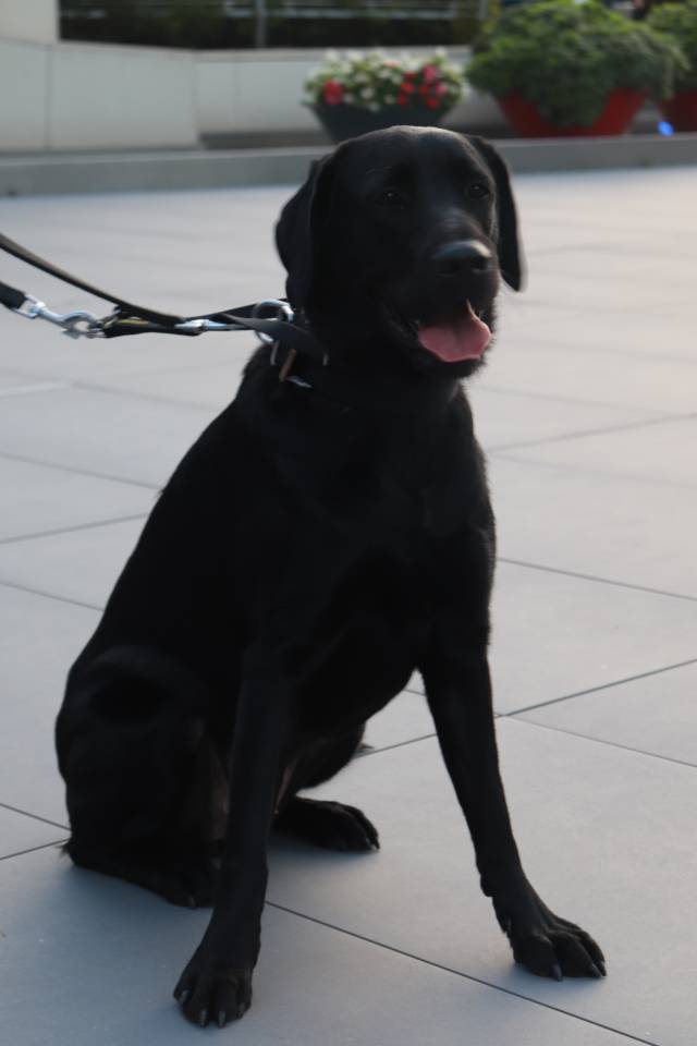 Servis köpeği Zeytin.|Fotoğraf: İrem Karakahya