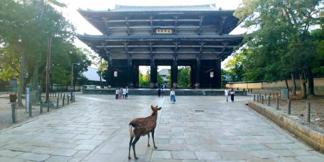Todai-ji Tapınağı’nın bahçesinde dolaşan ceylanlar tıpkı Türkiye’deki sokak kedileri gibi uysal ve oyuncular!