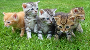 Kedi Günü’nde kedi sahiplenmeniz için çok neden var