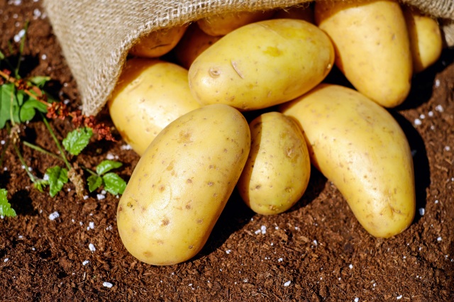 Bugün hala patates, havuç gibi besinler toprağa gömülerek muhafaza ediliyor.
