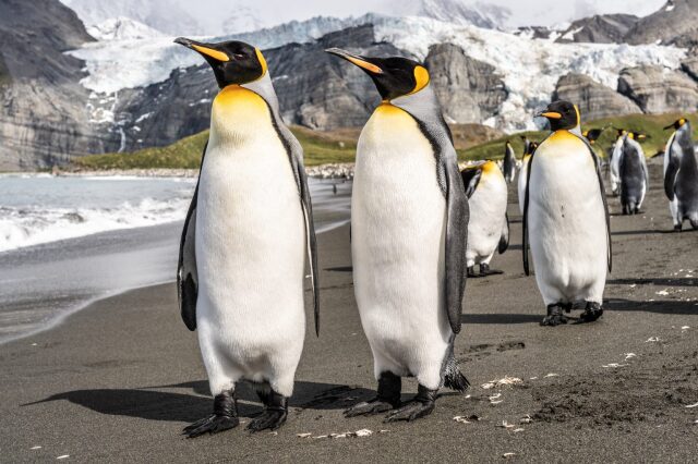  İmparator penguen, en büyük penguen türü olarak biliniyor. 