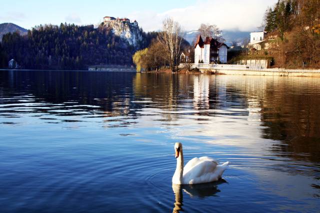 Bled Gölü’nün çevresini 40 dakikada yürümek mümkün./Fotoğraf:Cenk Ertekin