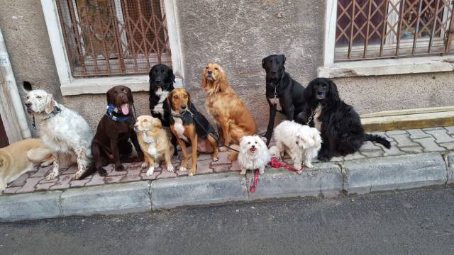 Köpek gezdiriciliğinin zorlukları