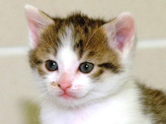 Kedi CC