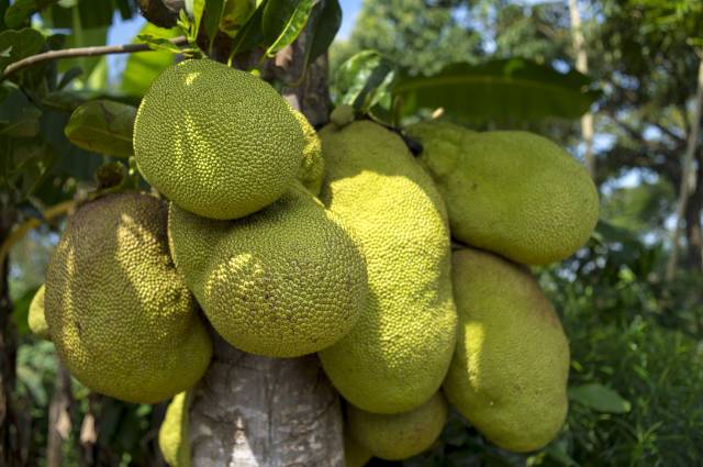 Jackfruit son yıllarda ülkemizde de popülerleşti.