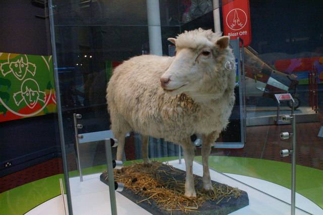 Koyun Dolly. 