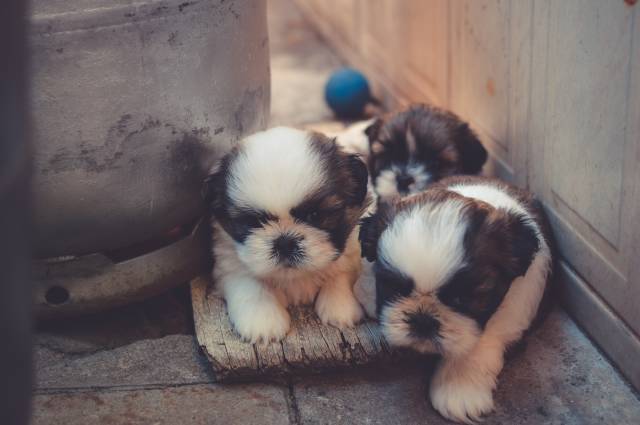 Yavru köpeğin tuvalet eğitimini tamamlaması aylar sürebilir.