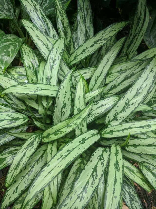 Aglaonema, yeşilin farklı tonlarını barındıran yapraklarıyla salonların vazgeçilmez dekor malzemesi… 