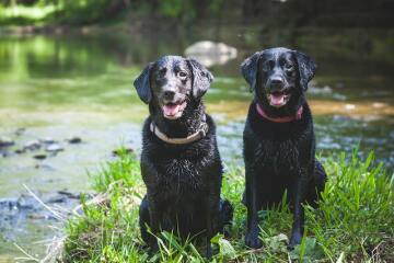Hayati görevleri olan kahraman köpekler