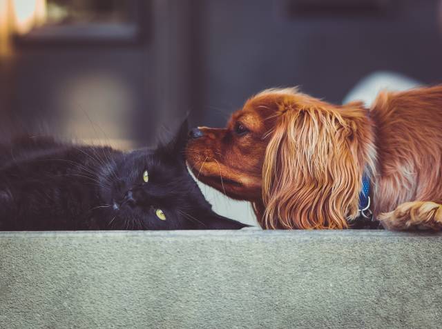 Sahipli köpekler ya da evden kaçmış sahipli kedilerde de araba çarpması sık karşılaştığımız bir durum.  