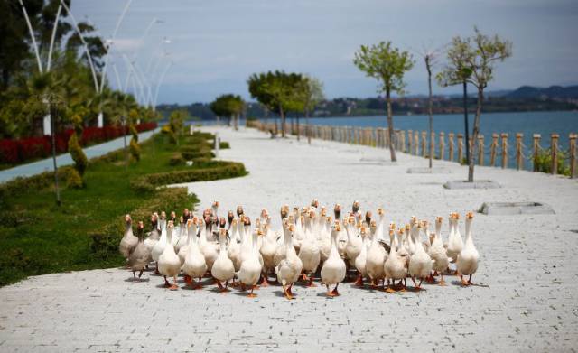 Ördekler Adana’da keyif yaptı.