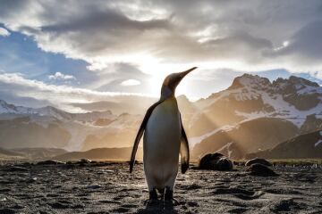 Bugün, sevimli penguenlerin günü!