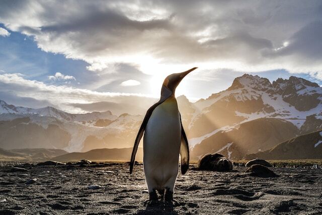 Bugün, sevimli penguenlerin günü!