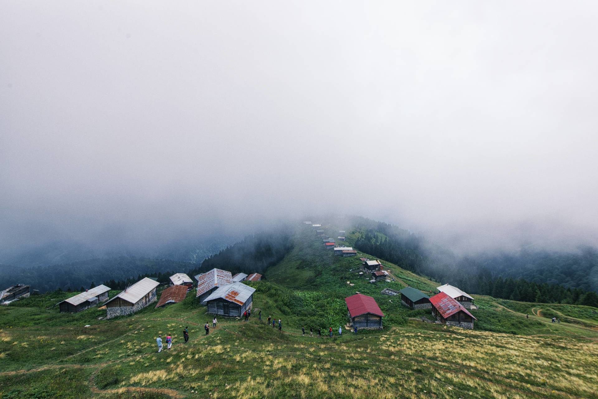 pokut black sea