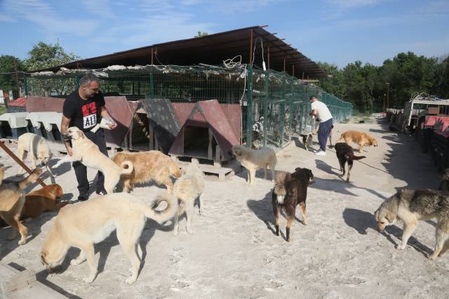 Doğruyol’un ayrıca dışarıda baktığı 10 kedisi ve 20 köpeği var.|Fotoğraf:Cenk Ertekin