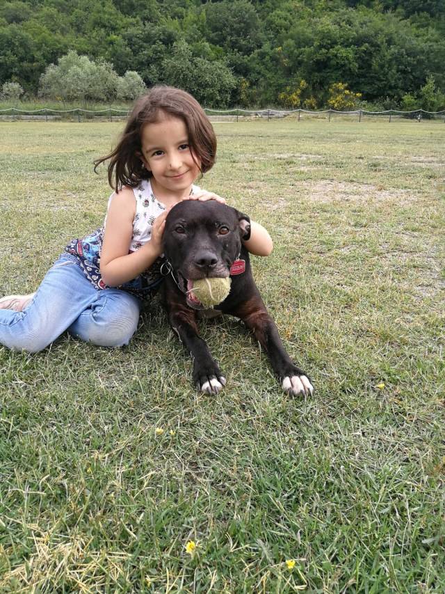 Sanılanın aksine Pitbull köpekler, insanlara karşı sabırlı ve sevecendir.  