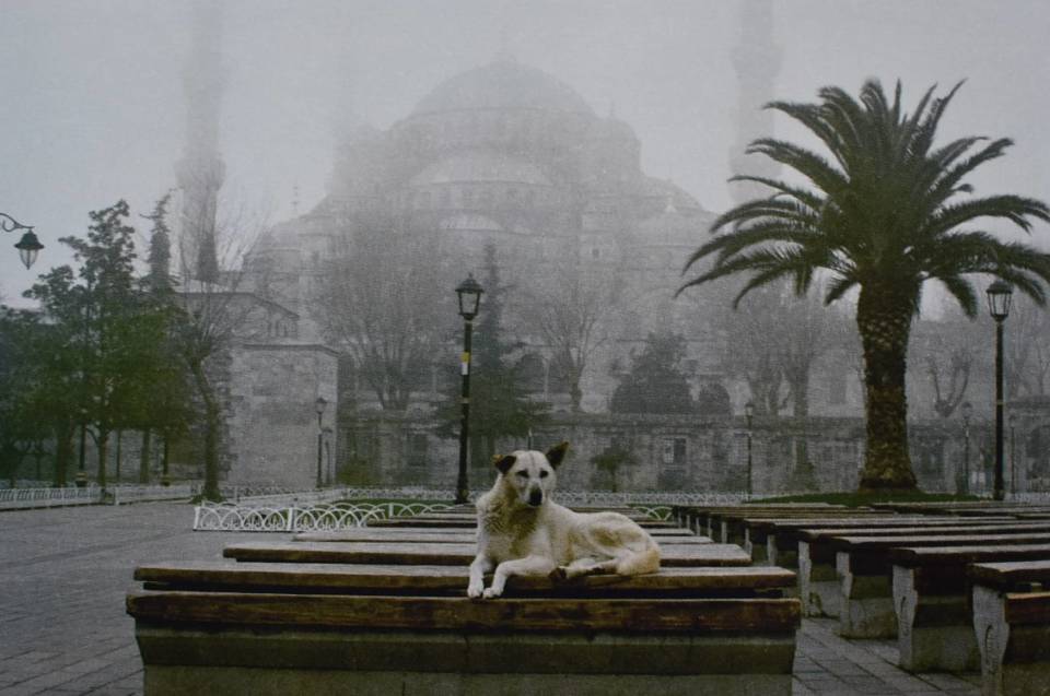 “Freedom of dogs is a warrant of our freedom”