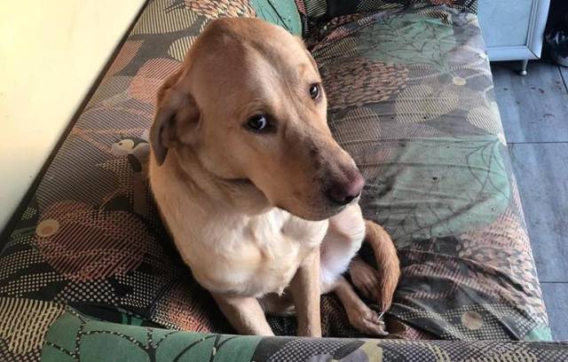 Özellikle köpeklerde suçluluk duygusunu gelişmiş oluyor.