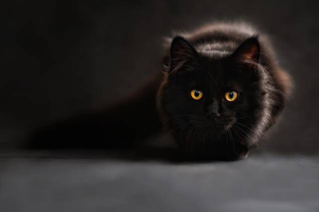 Kedi korkusundan mustaripseniz, yalnız değilsiniz.