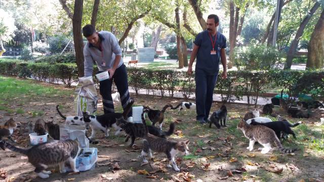 Sahiplenilmeyi bekleyen birçok kedi ve köpek barınaklarda sizi bekliyor.